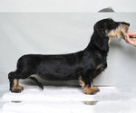 Small Photo #1 Dachshund Puppy For Sale in Moscow, Moscow, Russia