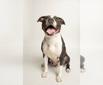 Cookie - Female Mutt Dog for Adoption - Small photo