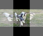 Small Photo #2 Shih Tzu-Unknown Mix Puppy For Sale in Harrisburg, PA, USA