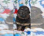 Small Photo #6 German Shepherd Dog Puppy For Sale in CLEVELAND, TN, USA
