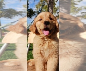 Medium Golden Retriever