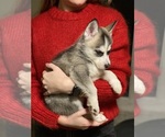 Small Photo #3 Siberian Husky Puppy For Sale in ROSEVILLE, CA, USA