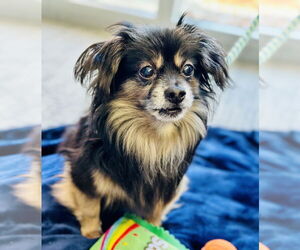 Chihuahua Dogs for adoption in Jackson , NJ, USA