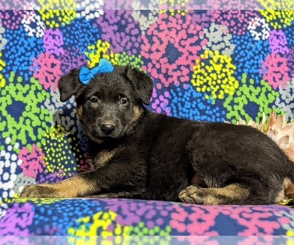 Medium Photo #4 German Shepherd Dog Puppy For Sale in LINCOLN UNIVERSITY, PA, USA