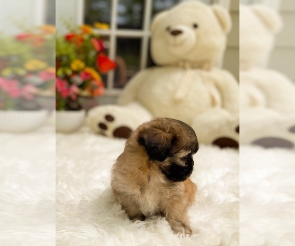 Medium Photo #3 Shih Tzu Puppy For Sale in SUGAR HILL, GA, USA