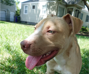 American Pit Bull Terrier-Staffordshire Bull Terrier Mix Puppy for sale in NORFOLK, VA, USA