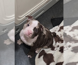 American Bully Puppy for sale in NORTH PORT, FL, USA