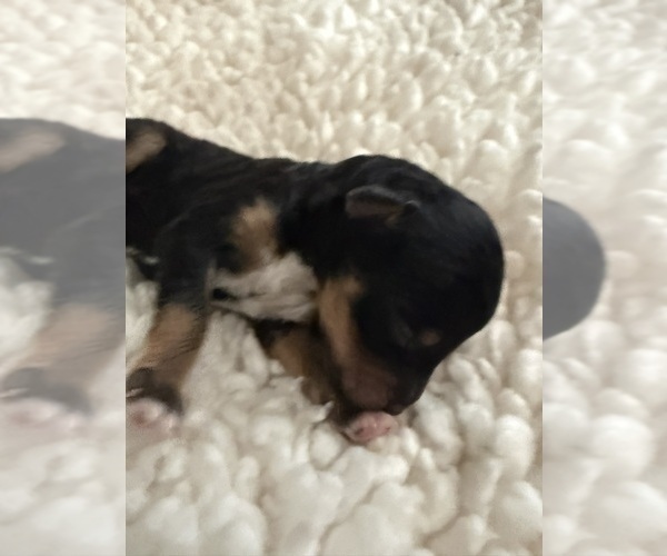 Medium Photo #53 Aussie-Poo-Bernedoodle Mix Puppy For Sale in LEXINGTON, SC, USA