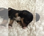 Small #1 Aussie-Poo-Bernedoodle Mix