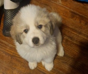 Great Pyrenees Puppy for sale in GRAND JUNCTION, MI, USA
