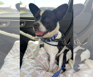Boston Terrier-Unknown Mix Dogs for adoption in Huntington Beach, CA, USA