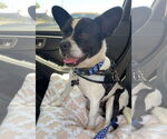 Small Boston Terrier Mix