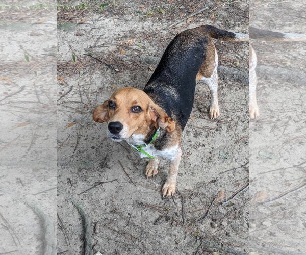 Medium Photo #2 Beagle-Unknown Mix Puppy For Sale in Mount Pleasant, SC, USA