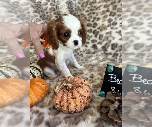 Medium Photo #4 Cavalier King Charles Spaniel Puppy For Sale in ABILENE, TX, USA