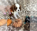 Small #3 Cavalier King Charles Spaniel