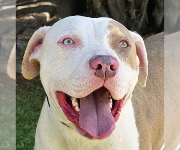 Medium Photo #5 American Staffordshire Terrier-Unknown Mix Puppy For Sale in Albuquerque, NM, USA