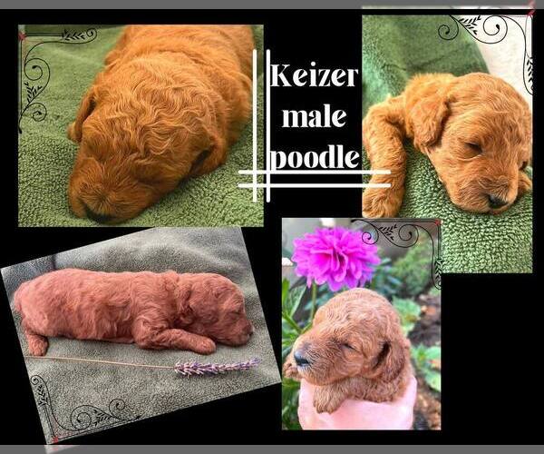 Medium Photo #5 Poodle (Miniature) Puppy For Sale in KEIZER, OR, USA