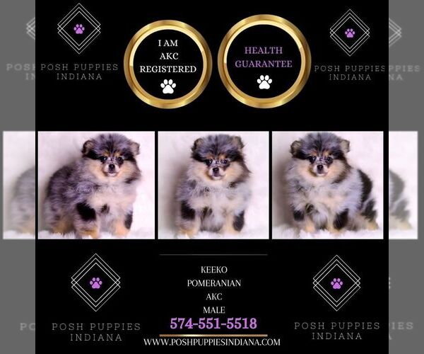 Medium Photo #93 Pomeranian Puppy For Sale in WARSAW, IN, USA