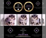 Small Photo #93 Pomeranian Puppy For Sale in WARSAW, IN, USA