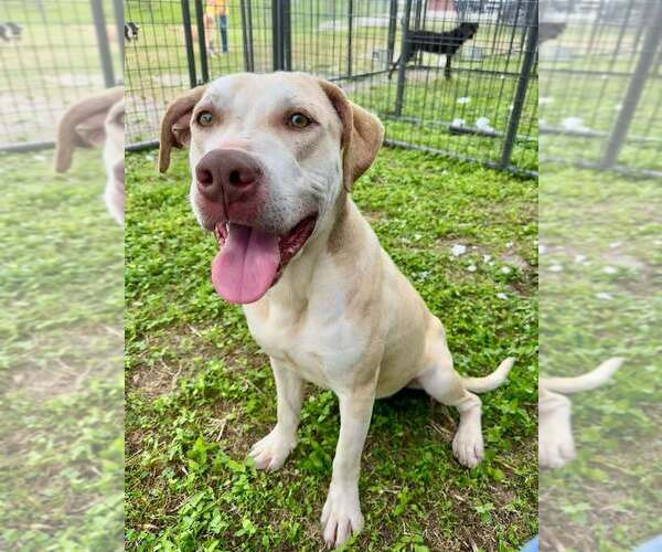 Medium Photo #9 Mutt Puppy For Sale in Abbeville, LA, USA