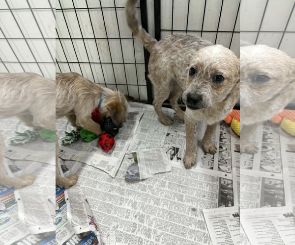 Medium Photo #4 Poodle (Miniature)-Red Heeler Mix Puppy For Sale in Mukwonago, WI, USA