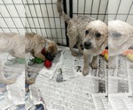 Small #3 Poodle (Miniature)-Red Heeler Mix