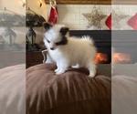 Small Photo #2 Pomeranian Puppy For Sale in WINTERS, CA, USA