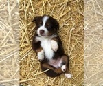 Puppy 9 Miniature Australian Shepherd