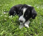 Puppy Beethoven Border Collie-German Shorthaired Pointer Mix