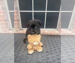 Small Photo #13 German Shepherd Dog Puppy For Sale in LANCASTER, TX, USA