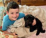 Small #2 ShihPoo