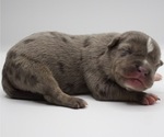 Puppy 7 American Bully