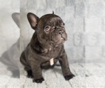 Puppy Calypso French Bulldog