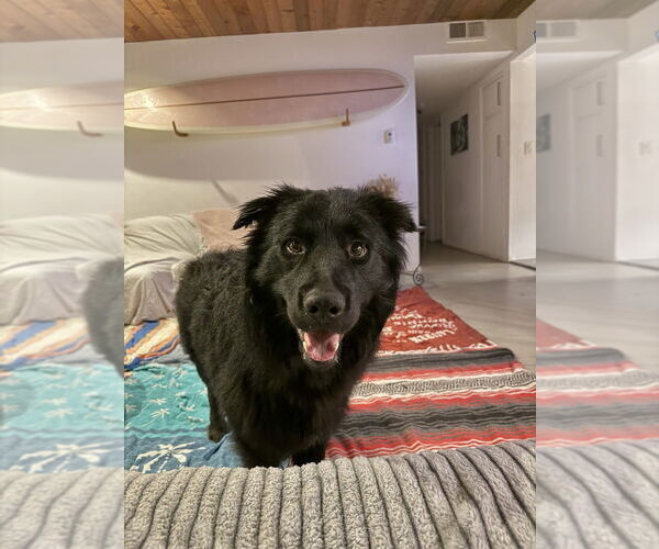 Medium Photo #3 Border Collie-Unknown Mix Puppy For Sale in Dana Point, CA, USA