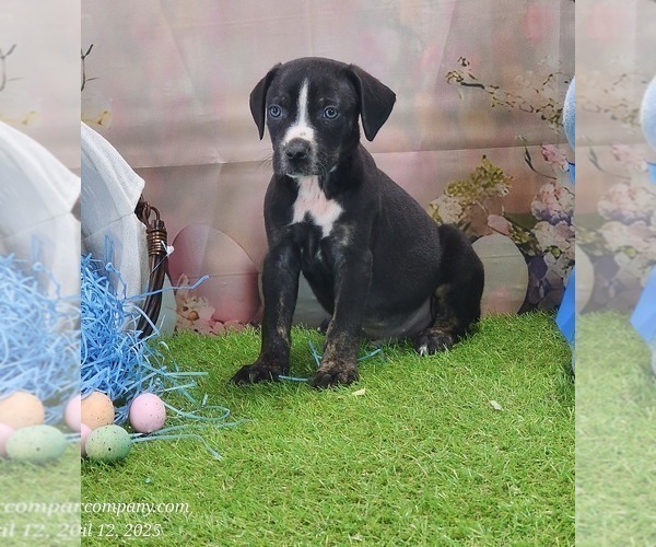 Medium Photo #3 Catahoula Leopard Dog Puppy For Sale in CUMBY, TX, USA