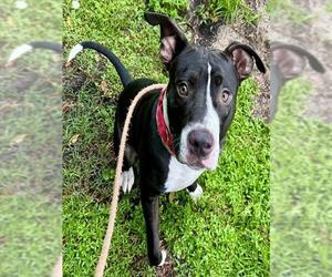 American Staffordshire Terrier-Unknown Mix Dogs for adoption in Fort Lauderdale, FL, USA