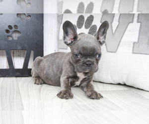 French Bulldog Puppy for sale in MARIETTA, GA, USA