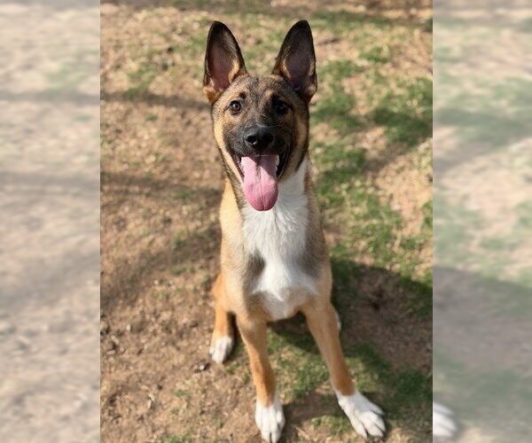 Medium Photo #2 Mutt Puppy For Sale in Canton, CT, USA