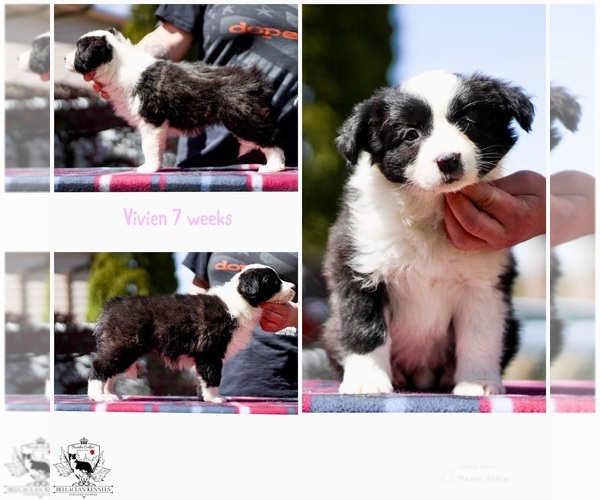 Medium Photo #3 Border Collie Puppy For Sale in BRYANTOWN, MD, USA