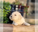 Small Photo #8 English Cream Golden Retriever Puppy For Sale in EL CAMPO, TX, USA