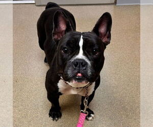 French Bulldog-Unknown Mix Dogs for adoption in Sayreville, NJ, NJ, USA