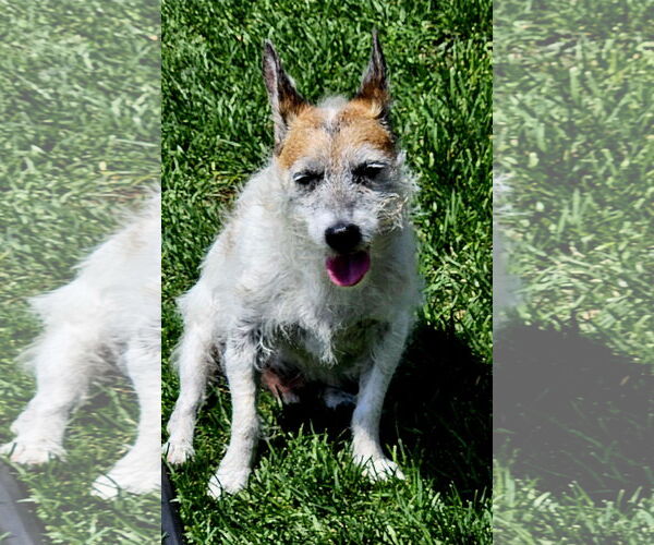 Medium Photo #1 Parson Russell Terrier-Unknown Mix Puppy For Sale in Farmington, MN, USA