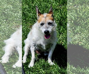 Parson Russell Terrier-Unknown Mix Dogs for adoption in Farmington, MN, USA