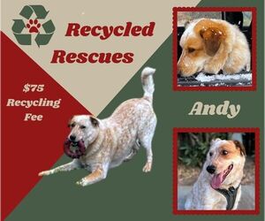 Mutt Dogs for adoption in Lindsay, CA, USA