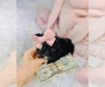 Small Photo #18 Morkie Puppy For Sale in THONOTOSASSA, FL, USA