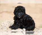 Puppy Frenchie Goldendoodle