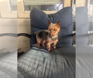 Mutt Dogs for adoption in Spring, TX, USA