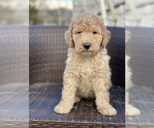 Poodle (Standard) Puppy for sale in HANFORD, CA, USA