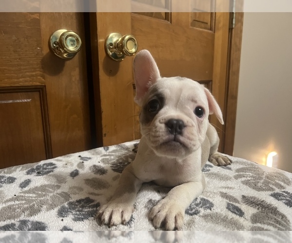 Medium Photo #4 French Bulldog Puppy For Sale in DRY RIDGE, KY, USA