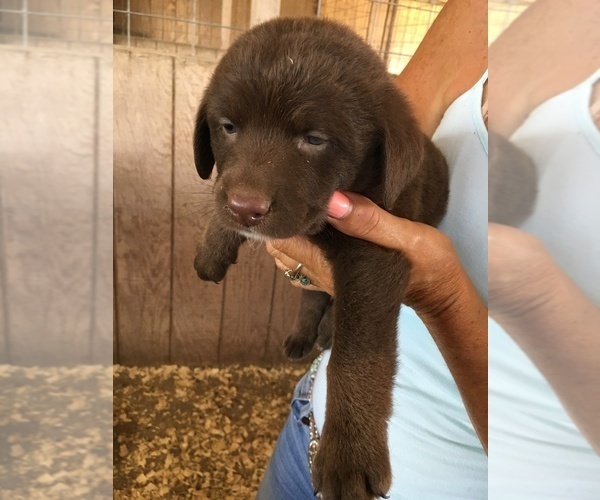 Medium Photo #1 Labrador Retriever Puppy For Sale in BANDERA, TX, USA